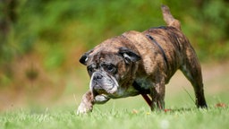 Ein mittelgroßer braun-schwarzer Hund läuft über eine Wiese