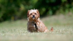 Kleiner Hund mit braunem wuscheligem Fell sitzt auf einer Wiese 