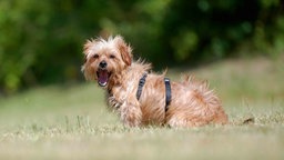  Hund mit hellbraunem wuscheligem Fell sitzt mit geöffnetem Maul auf einer Wiese 