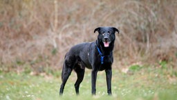 Hund mit schwarzem Fell hechelnd auf einer Wiese 