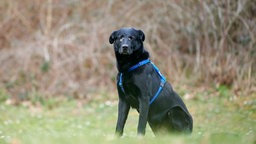 Hund mit schwarzem Fell auf einer Wiese 