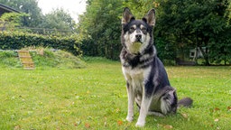 Hund mit schwarz-weißem Fell auf einer Wiese 