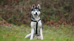 Hund mit wildfarbenem Fell und eisblauen Augen sitzt auf einer Wiese 