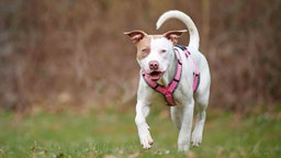 Hund mit weißem Fell und braunen Abzeichen auf einer Wiese 