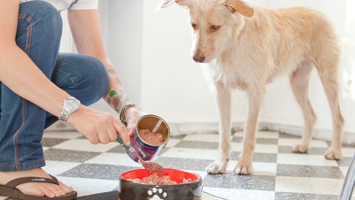 Ein beigefarbener Hund wird gefüttert 