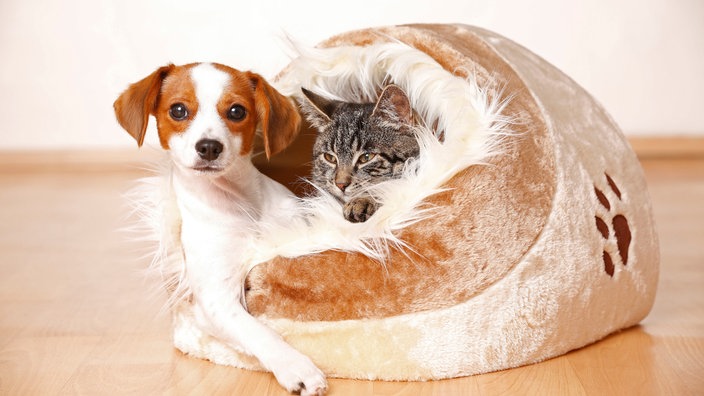 Ein Hund und eine Katze liegen zusammen in einem Körbchen 