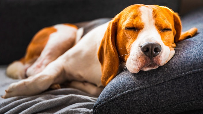 Ein braun-weißer Hund liegt auf einem Sofa und schläft 