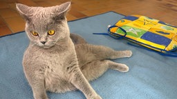 Kater mit dichtem braun-grauen Fell und gelben Augen liegt auf einer türkisfarbenen Decke und schaut zur Seite