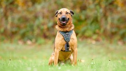 Hund mit braunem Fell sitzt auf einer Wiese und schaut in Richtung Kamera 