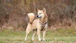 Hündin mit beigefarbenem Fell auf einer Wiese 