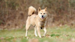 Hündin mit beigefarbenem Fell auf einer Wiese 