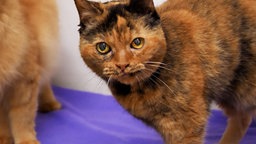Nahaufnahme einer fussen Katze mit einem braunen Fleck im Gesicht