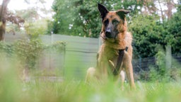Hund mit schwarz-braunem Fell auf einer Wiese 