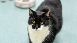 Kater mit schwarz-weißem Fell in Nahaufnahme 