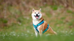 Hund mit rot-weißem Fell hechelnd auf einer Wiese 
