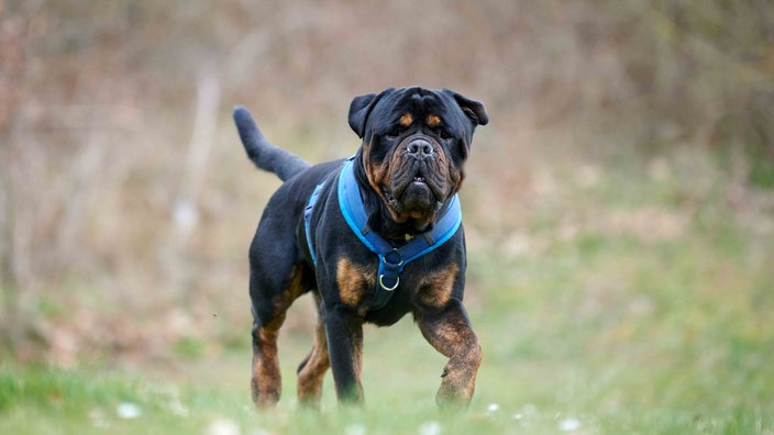 Hund mit schwarzem Fell und braunen Abzeichen auf einer Wiese 