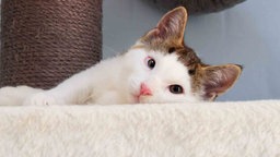 Kater mit weiß-getigertem Fell liegt auf einem Katzenkratzbaum 