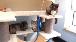 Drei Katzen sitzen auf einem Katzenkratzbaum 
