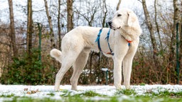 Großer Hund mit weißem Fell auf einer mit Schnee bedeckten Wiese 
