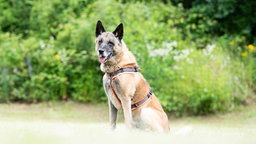 Großer Hund mit braun-schwarzem Fell sitzt auf einer Wiese 
