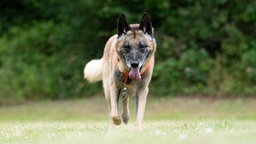 Hund mit braun-schwarzem Fell hechelnd auf einer Wiese 