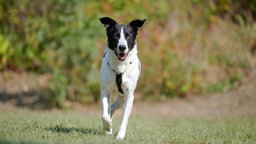 Hund mit weiß-schwarzem Fell auf einer Wiese 