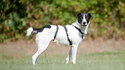 Hund mit weiß-schwarzem Fell in seitlicher Ansicht auf einer Wiese 