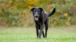 Ein schwarzer Hund läuft hechelnd über eine Wiese