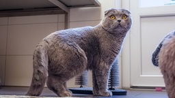 Kater mit dichtem grauem Fell, gelben Augen, kräftigem Körperbau und abgeknickten Ohren steht im Katzenzimmer