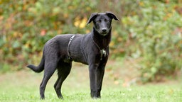 Ein schwarzer Hund steht seitlich auf einer Wiese