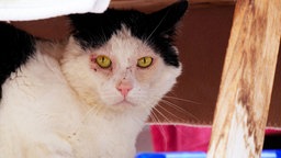 Kater mit schwarz-weißem Fell in Nahaufnahme 