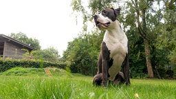 Hund mit schwarz-weißem Fell sitzt auf einer Wiese und schaut zur Seite 