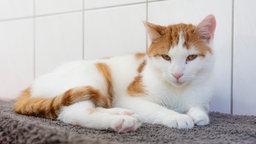 Kater mit weiß-rotem Fell liegt auf einem grauen Teppich 
