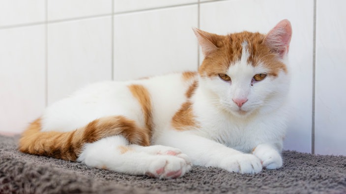 Kater mit weiß-rotem Fell liegt auf einem grauen Teppich 