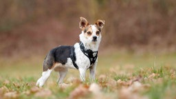 Kleiner Hund mit tricolor-farbenem Fell auf einer Wiese 