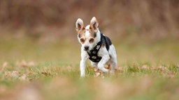 Kleiner Hund mit tricolor-farbenem Fell auf einer Wiese 