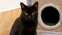 Nahaufnahme einer schwarzen Katze, im Hintergrund ist ein Kratzbaum zu sehen 