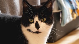 Nahaufnahme einer schwarz-weißen Katze
