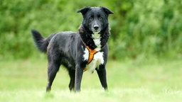 Mittelgroßer schwarz-weißer Hund mit dichtem Fell steht auf einer Wiese und schaut in die Kamera