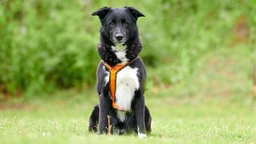 Mittelgroßer schwarz-weißer Hund mit dichtem Fell sitzt auf einer Wiese und schaut in die Kamera