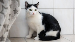 Katze mit schwarz-weißem Fell schaut seitlich an der Kamera vorbei 