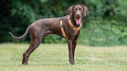 Großer Hund mit dunkelbraunem Fell steht hechelnd auf einer Wiese 