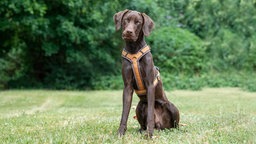 Großer Hund mit dunkelbraunem Fell sitzt auf einer Wiese  