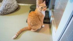 Eine rot-getigerte Katze sitzt vor einem Katzenbaum