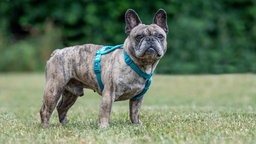Hund mit hellbraun gestromtem Fell auf einer Wiese  
