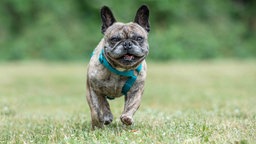 Hund mit hellbraun gestromtem Fell läuft über eine Wiese 