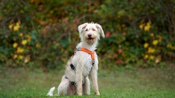 Ein großer weißer Hund mit zotteligem Fell sitzt hechelnd auf einer Wiese