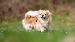 Hund mit weiß-cremefarbenem, längerem Fell auf einer Wiese 
