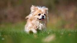 Hund mit weiß-cremefarbenem, längerem Fell auf einer Wiese 