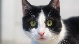 Katze mit schwarz-weißem Fell in Nahaufnahme 
